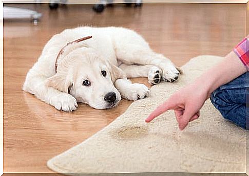 How to teach your puppy to stay clean