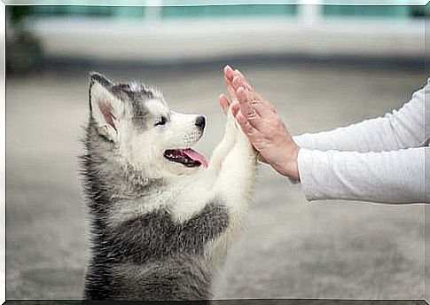 teach your puppy to stay clean 