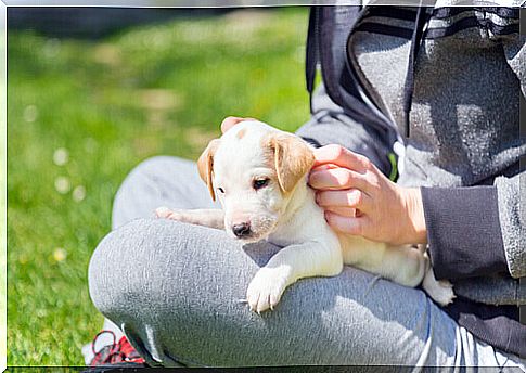 puppy-a-new-friend