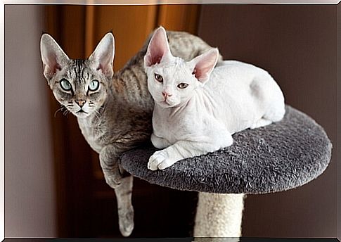 Devon Rex Cat