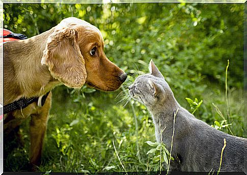 dog and cat sniffing each other