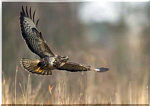 Intensive care for birds of prey