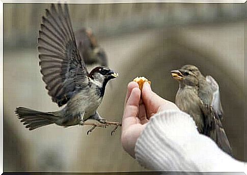 Intensive care for birds of prey