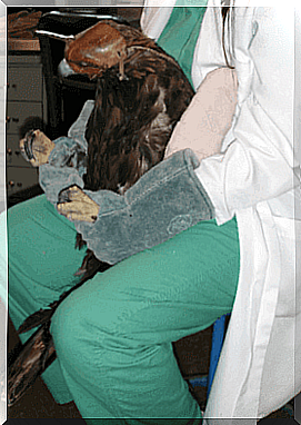 Intensive care for birds of prey