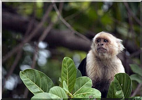 Therapeutic Monkey Training Practices