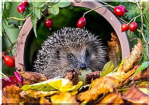 Is it possible to have a hedgehog as a pet?