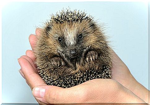 hedgehog as a pet