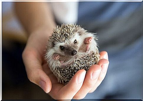 hedgehog as a pet