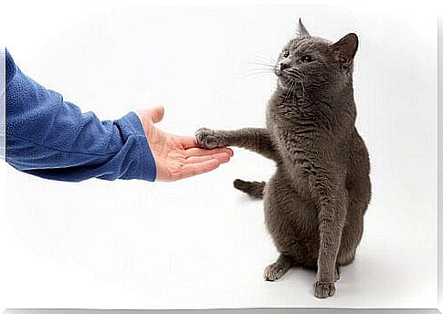 Is it possible to teach a cat to give a paw?