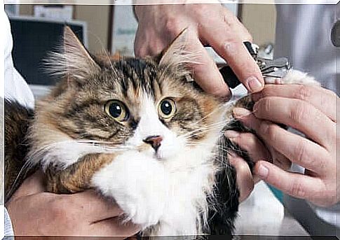 Is it recommended to cut cats' nails?