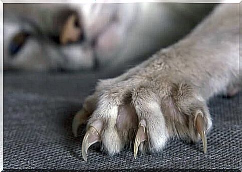 cat's nails