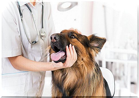 Is your pet afraid of the vet?  learn how to help you