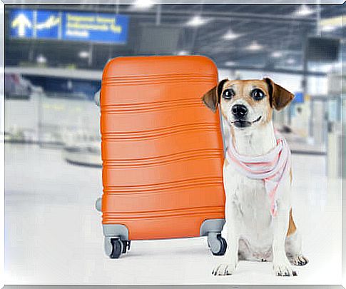 JFK airport creates a terminal for animals