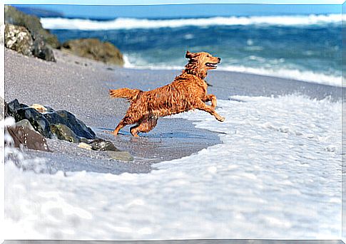 dog on the beach