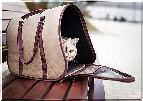 cat in carrying bag