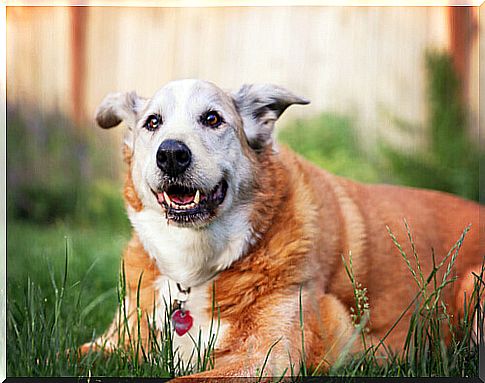 dog lying on the grass