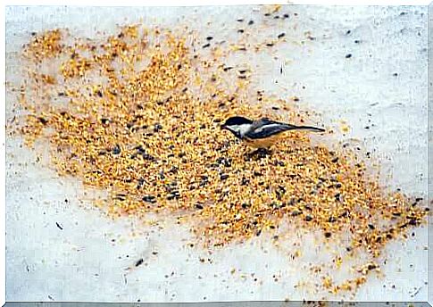 Learn about the different bird seeds