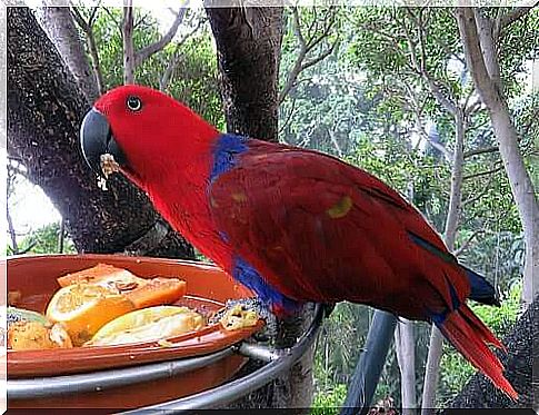 Learn about the different bird seeds