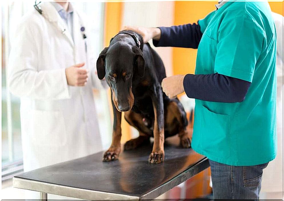 Leukemia in Dogs: Causes and Symptoms