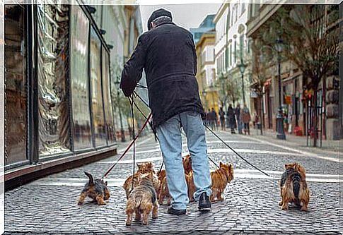 Sir walking several Yorkshire puppies