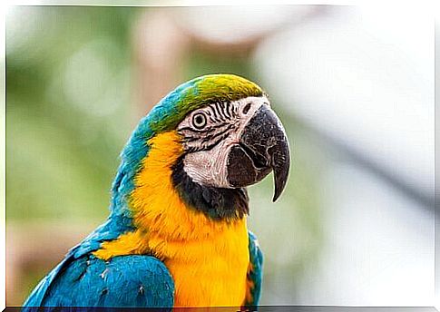 Macaws that blush similar to humans!