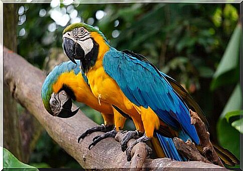 Gray Macaw