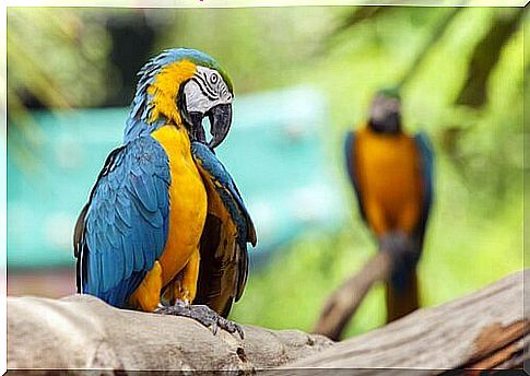 pair of macaws