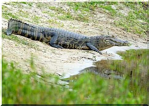 Main characteristics of the wetland alligator