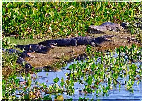 Alligator specimens sunbathing