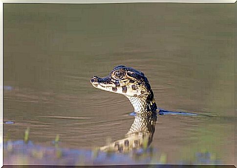 Alligator cub in the wild