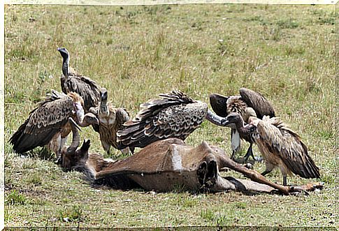 birds of prey eating carrion