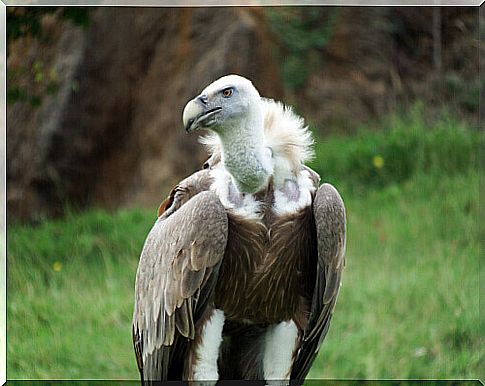 vulture