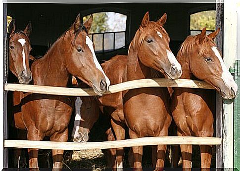 stable horses 