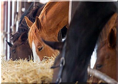 cavalos comendo