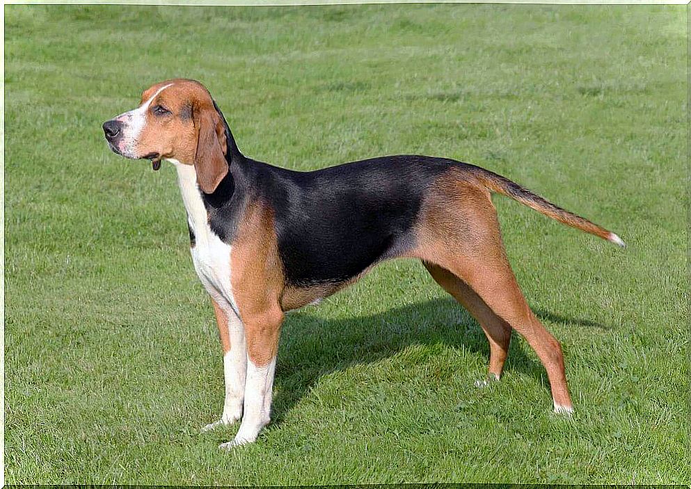 Most Famous Hunting Dogs: Hamilton Hound