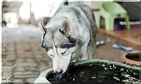 Siberian Husky drinking water