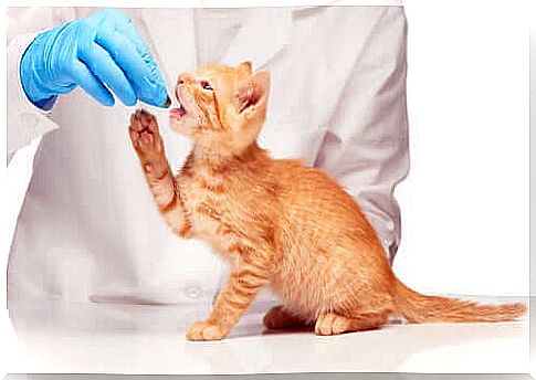 Nematodes in cats: how to prevent them?