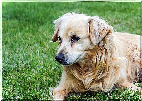 Indícios da velhice nos cachorros