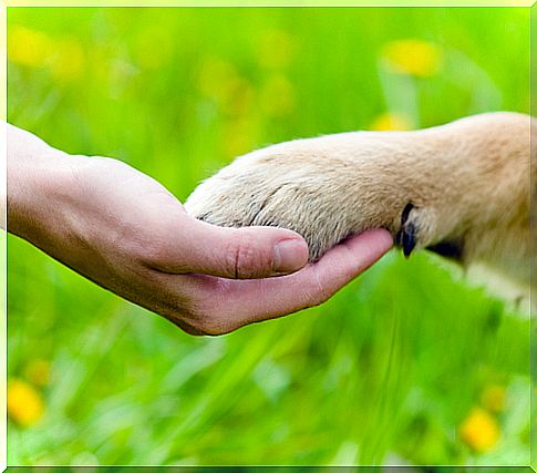 Cuidados com cães idosos