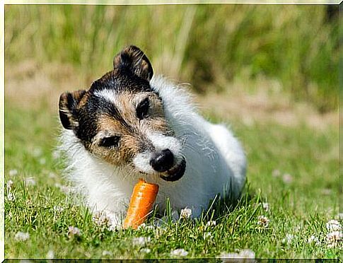 Cachorro comendo cenoura