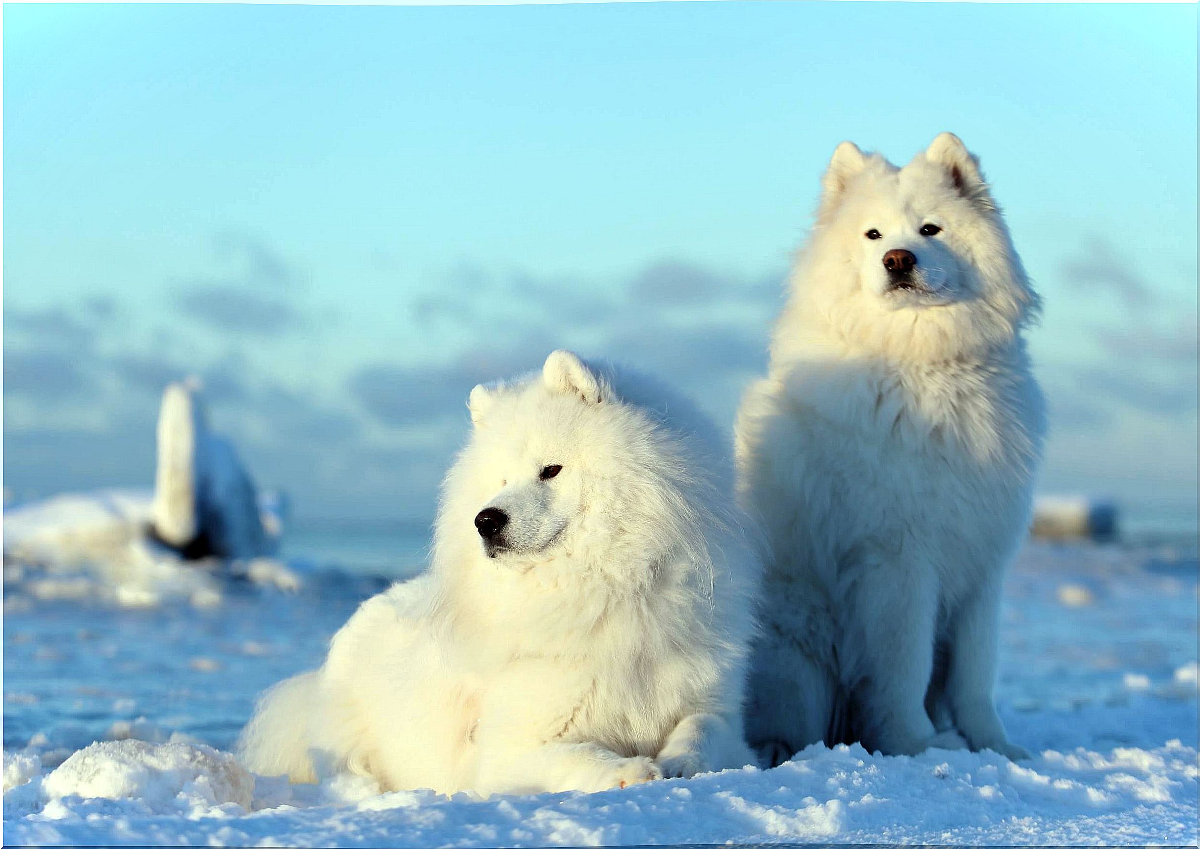 Origin of the Samoyed Dog, one of the oldest breeds in the world