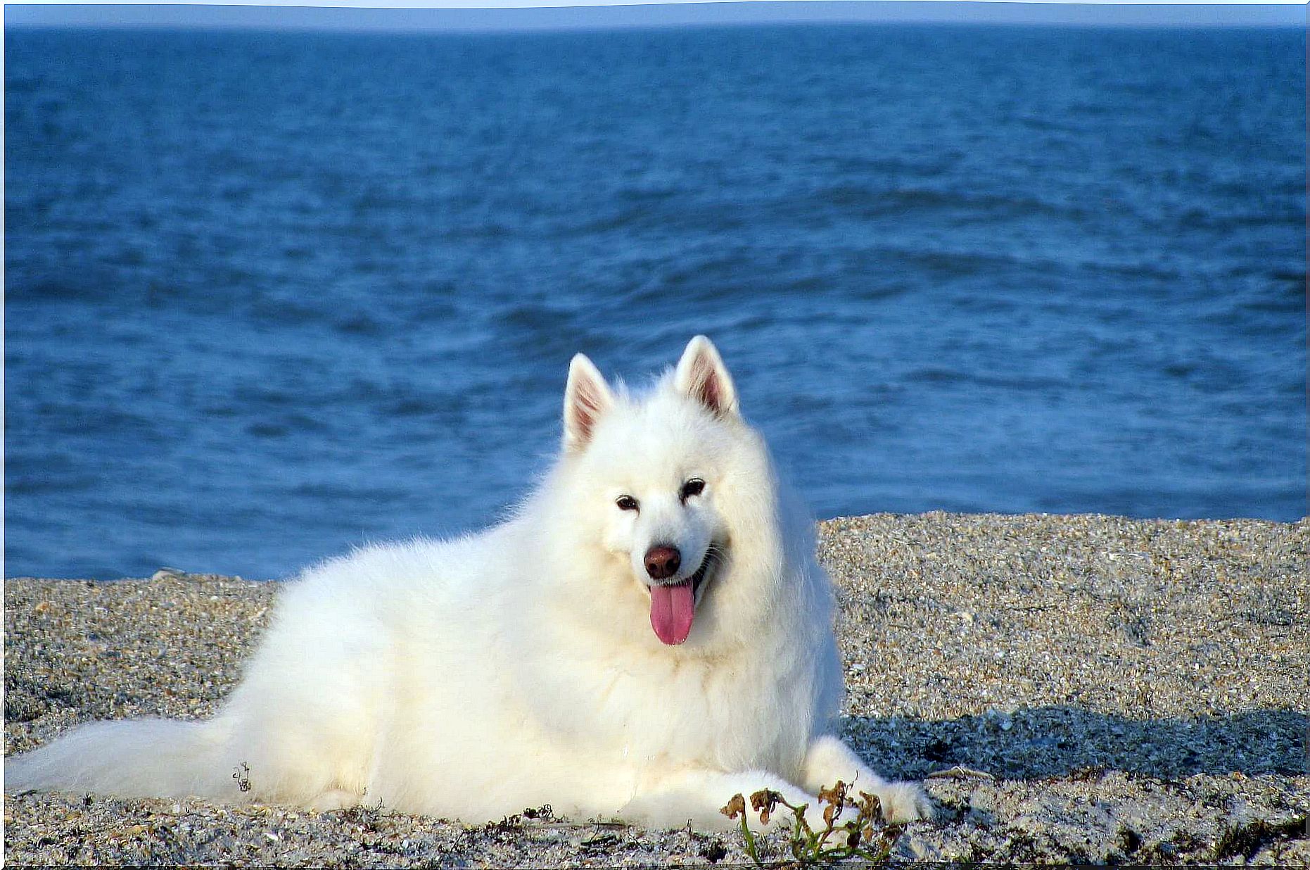 Samoyed dog on the beach