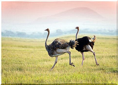 ostrich breeding