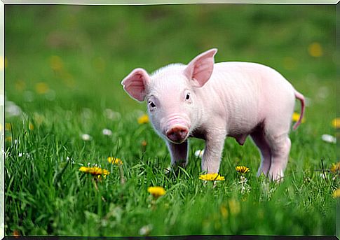 piglet