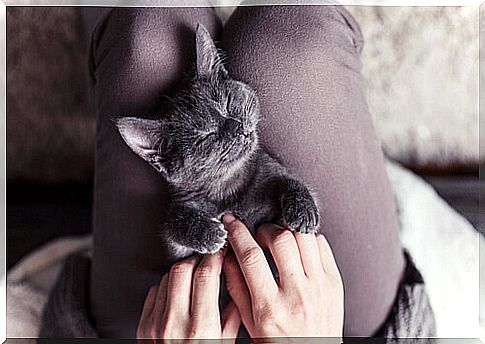 cat sleeping on the owner's lap