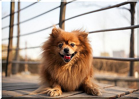 Characteristics of Pomeranian Lulu