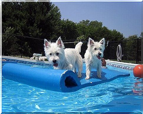 Pool games with your dog