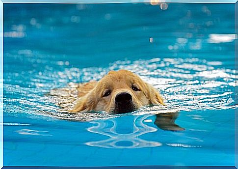 dog swimming in the pool