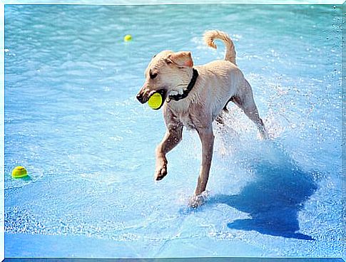 ball in the pool with your dog