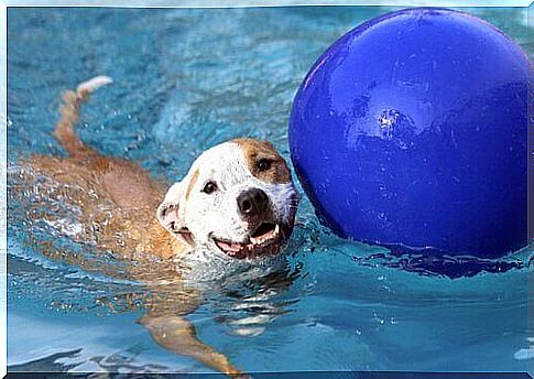 Dog bathing in pool with ball